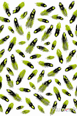Hahn Sonnerat - 1-3 cm - limettengrün
